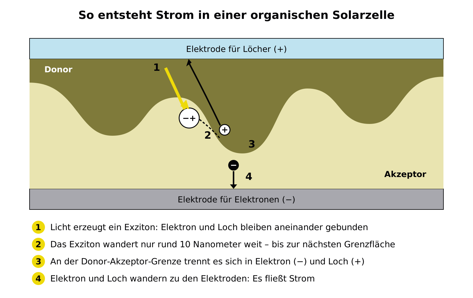 Funktionsprinzip einer organischen Solarzelle: Licht erzeugt ein Exziton, das an der Grenze zwischen Donor und Akzeptor in Elektron und Loch getrennt wird